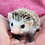 Baby hedgehog for sale