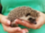 hedgehog for sale