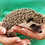 hedgehog for sale