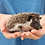 Rocky Male Baby Hedgehog- PRICE $295