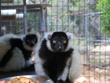 Owning a pet lemur care guide | Learn about feeding, housing and behavior