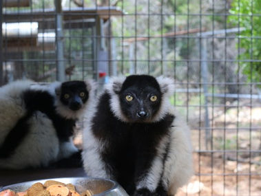 Owning a pet lemur care guide | Learn about feeding, housing and behavior