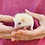 Baby hedgehog breeder in texas