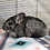Pet chinchillas for sale
