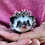 Baby hedgehog for sale