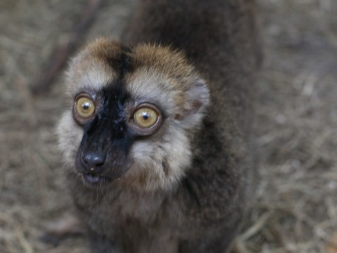 Breeding Lemurs