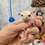 sugar glider joey for sale