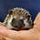 Thumbnail: Hilaria - Female Baby Hedgehog PRICE $350