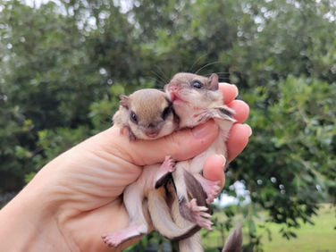 Pet Flying Squirrel Complete Care Guide | With feeding, housing and handling tips