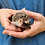 Kern - Male Baby Hedgehog  for sale
