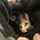 sugar glider joey for sale