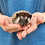 Prairie - Female Hedgehog baby for sale