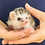Baby hedgehog for sale breeder