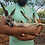Thumbnail: Rita- Female Baby Red Kangaroo PRICE $8000