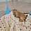 Prairie dog pup For sale