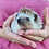Baby hedgehog for sale