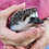 Baby hedgehog for sale