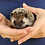 Thumbnail: Hilaria - Female Baby Hedgehog PRICE $350