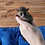 Bushbaby baby galagos for sale