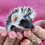 Baby hedgehog for sale