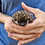 baby hedgehogs for sale breeder