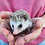Baby hedgehog for sale