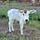 Mini Zebu Calf cow baby for sale pet