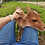 Mini Zebu For sale Pet Cow