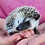 Baby hedgehog for sale