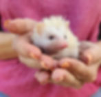 Baby hedgehog breeder in texas