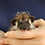 Thumbnail: Effie  - Female Hedgehog PRICE $350