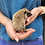 Fisher - Male Baby Hedgehog breeder