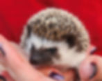 hedgehog for sale