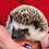 hedgehog for sale
