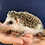 Baby hedgehog for sale breeder