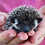 Baby hedgehog for sale