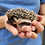 Thumbnail: Montego - Male Hedgehog PRICE $295