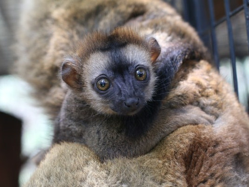 Brown Lemur baby for sale