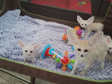 Fennec Fox Complete Care Guide | Complete Pet information with feeding, housing and tips