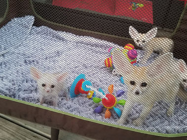 Fennec Fox Complete Care Guide | Complete Pet information with feeding, housing and tips