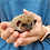 Baby hedgehog for sale Itsy