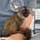 Thumbnail: Leanna - Brown Lemur Female Baby PRICE $2900