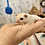 sugar glider joey for sale