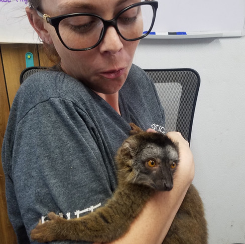 Pet Lemurs in texas