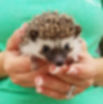 hedgehog for sale
