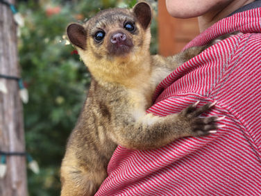 How are Kinkajous as pets | Realistic expectations about good and bad behavior