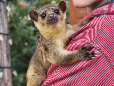 How are Kinkajous as pets | Realistic expectations about good and bad behavior