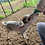 Thumbnail: Bravo - Mini Zebu Tame Bottle Bull Calf PRICE $950