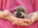 hedgehog for sale