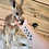 Thumbnail: Rowdy- Male Baby Red Kangaroo PRICE $2900